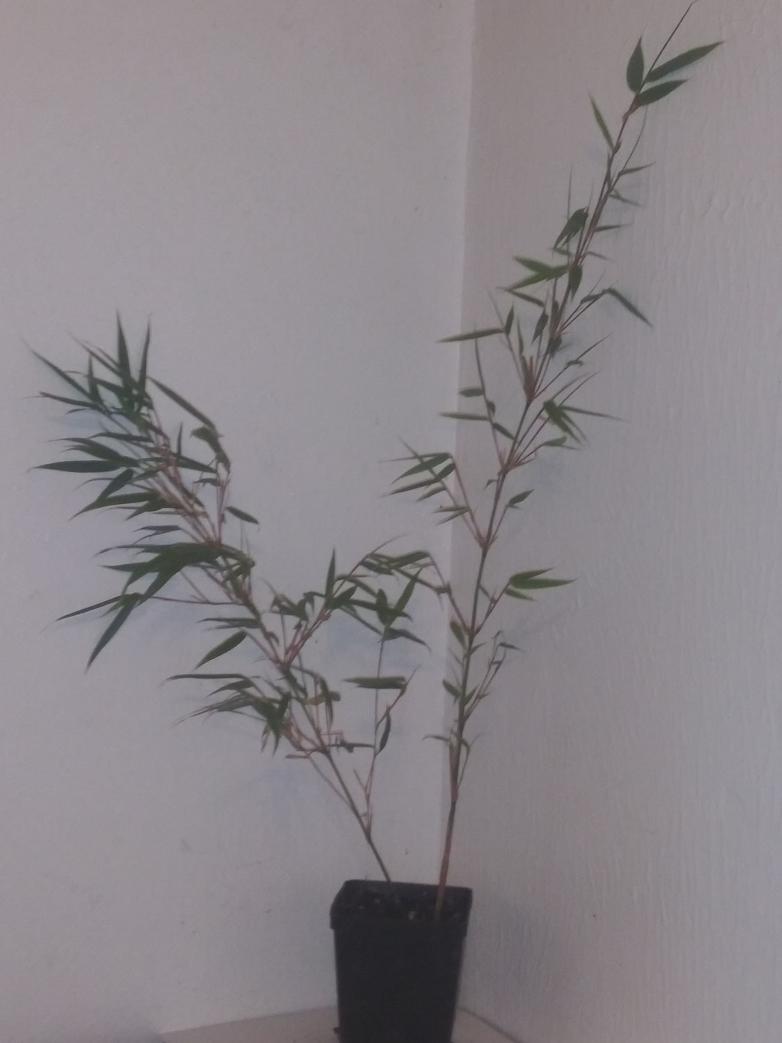 Bambusa Multiplex Hedge Bamboo