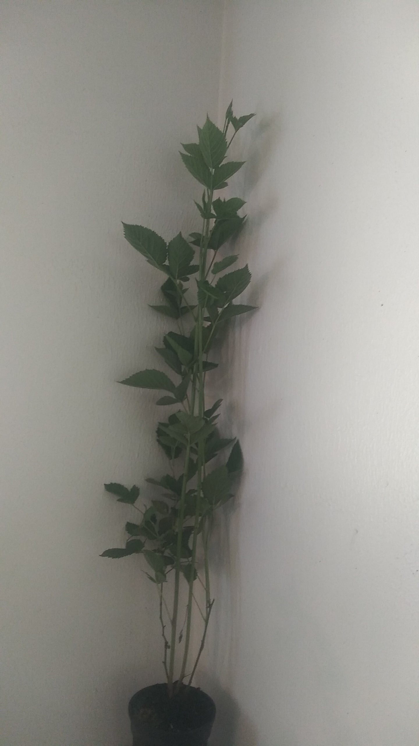 Columbia Star Blackberry