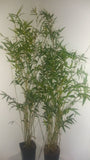 Bambusa Multiplex 'Fern Leaf' Bamboo