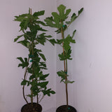 Atreano Fig