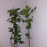 Negronne Fig