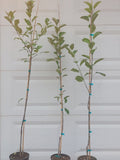 Honeycrisp Apple Tree