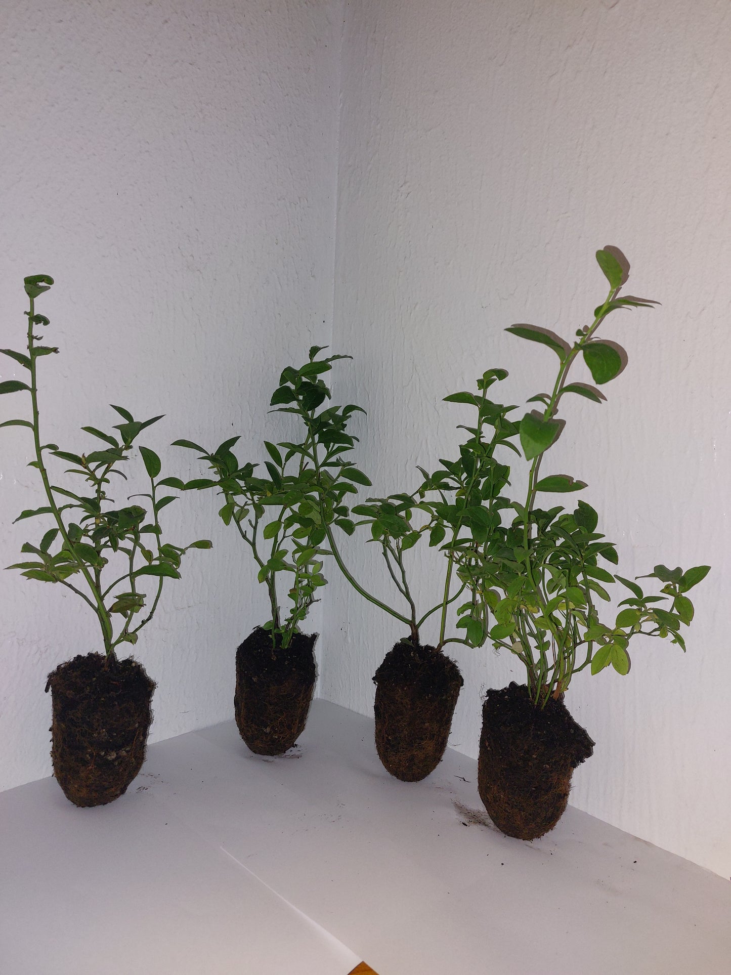 Sweetheart Blueberry