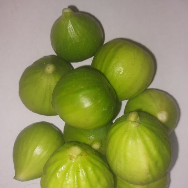 Lattarulla Fig