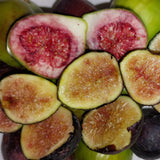 Magnolia Fig