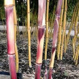 Phyllostachys Spectabilis Bamboo Plant  For Sale For Your Garden