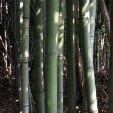 madake bambus Phyllostachys bambusoides 'Madake', Japanese Giant Timber Bamboo