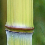 Phyllostachys Harbin Inversa bamboo plant for your home and garden.