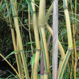 Phyllostachys Spectabilis Bamboo Plant  For Sale For Your Garden
