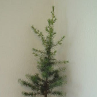 The Atlas Cedar tree is an evergreen conifer that grows in a pyramidal shape.