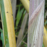 Phyllostachys Spectabilis Bamboo Plant  For Sale For Your Garden