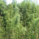 Buy Online Phyllostachys Madake Giant Timber Bamboo PlantForYourGarden