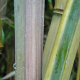 Phyllostachys Spectabilis Bamboo Plant  For Sale For Your Garden