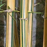 Bambusa Multiplex Alphonse Karr Bamboo Plant For Your Home And Garden