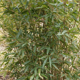  Arundinaria Gigantea Cane Break Bamboo Plant For Your Garden