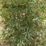 Arundinaria Gigantea Cane Break Bamboo Plant For Your Garden
