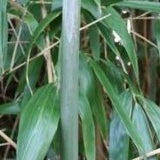 Bashania Fargesii Wind Break Bamboo Plant For Your Garden
