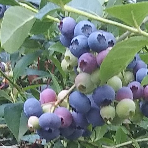Chippewa Blueberry