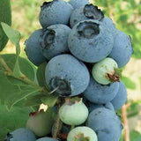 Buy Online CovilleBlueberry For Your Home & Garden From Maya Gardens