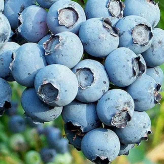 Buy Online Duke Blueberry For Your Home & Garden From Maya Gardens – Maya  Gardens, Inc