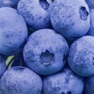 Blueray Blueberry