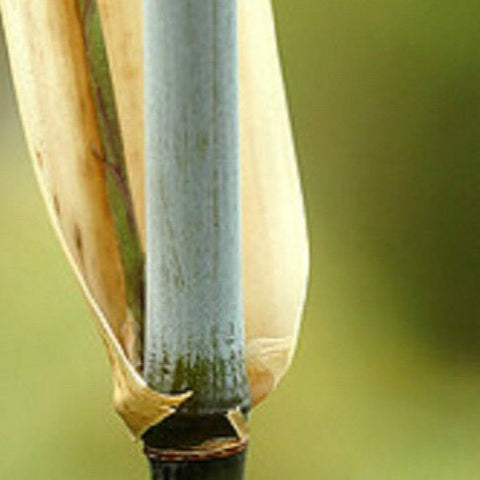 Borinda Angustisima Clumping Bamboo Plant For Your Home And Garden