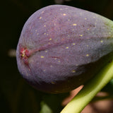 Negronne Fig