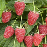 Chilcoten Red Raspberry