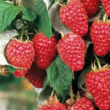 Chilcoten Red Raspberry