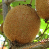 Actinidia Deliciosa 'Vincent' Female Kiwi
