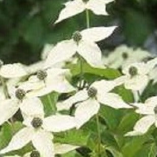 Buy Online Cornus florida, Pink Flowering Dogwood For Your Garden.