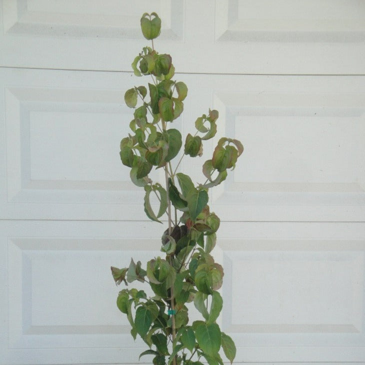 Buy Online Cornus Kousa Chinensis Chinese White Flowering Dogwood Tree