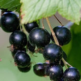 Buy Online Crandell Black Currant Fruit For Your Home And Garden.