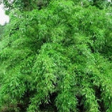 Buy Online Fargesia Murielae Clumping Bamboo Plant For Your Garden.