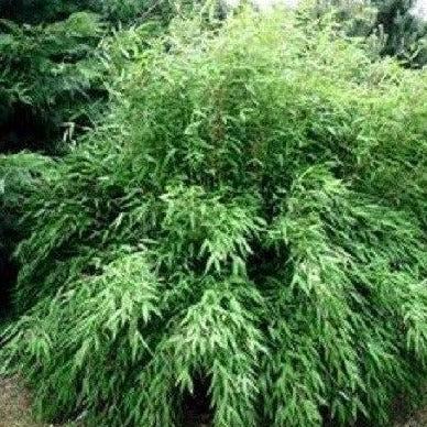 Buy Online Fargesia Murielae Clumping Bamboo Plant For Your Garden. – Maya  Gardens, Inc
