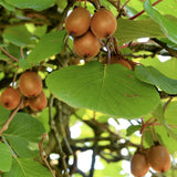 Actinidia Deliciosa 'Jenny' Female Kiwi