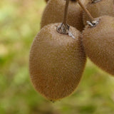 Actinidia Deliciosa 'Jenny' Female Kiwi