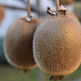Actinidia Deliciosa 'Bruno' Female Kiwi