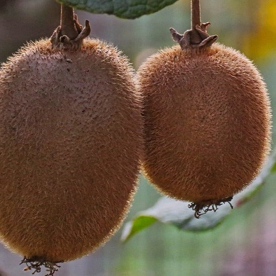 Actinidia Deliciosa ‘Abbott’ Female Kiwi
