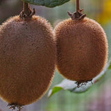 Actinidia deliciosa ‘Blake’ Female Kiwi