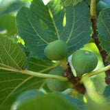 Desert King Fig