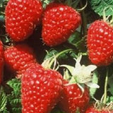 Heritage Red Raspberry
