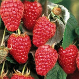 Heritage Red Raspberry