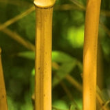 Buy Online Phyllostachys Aurea Holochrysa Bamboo For Your Garden & Hom.