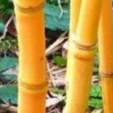 Buy Online Phyllostachys Aurea Holochrysa Bamboo For Your Garden & Hom.