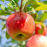 Honeycrisp Apple Tree