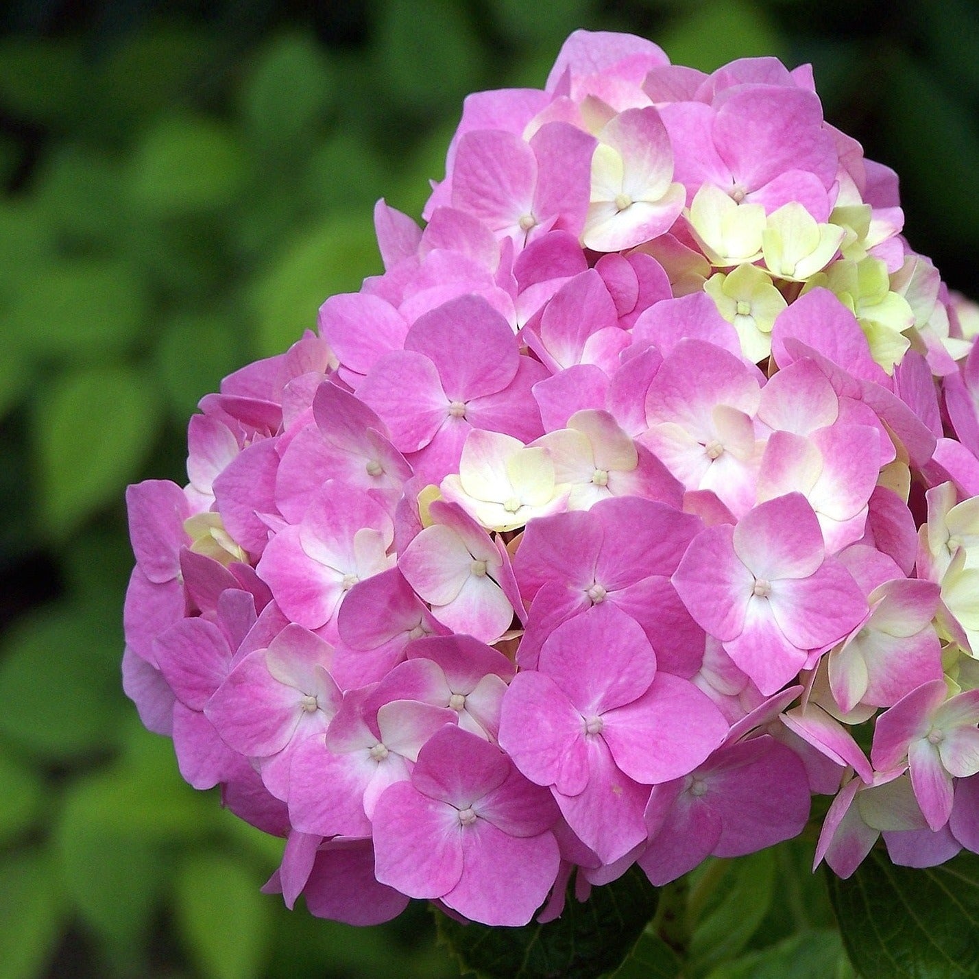 Inspire Hydrangea