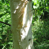 Betula Platyphylla, Japanese White Paper Birch Tree