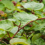 Actinidia Deliciosa Male Kiwi