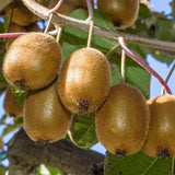 Actinidia Deliciosa 'Jenny' Female Kiwi